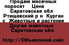 Продам месячных поросят. › Цена ­ 2 000 - Саратовская обл., Ртищевский р-н, Курган с. Животные и растения » Другие животные   . Саратовская обл.
